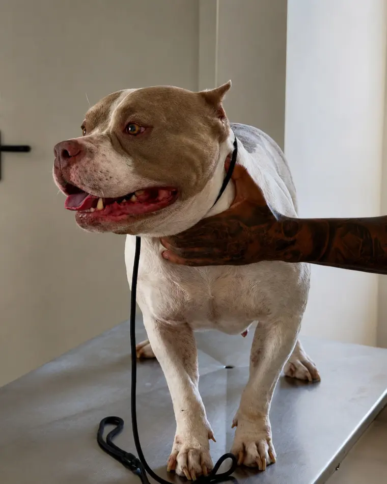 Cão em consulta na mesa de atendimento da Clínica Veterinária Palmeiras