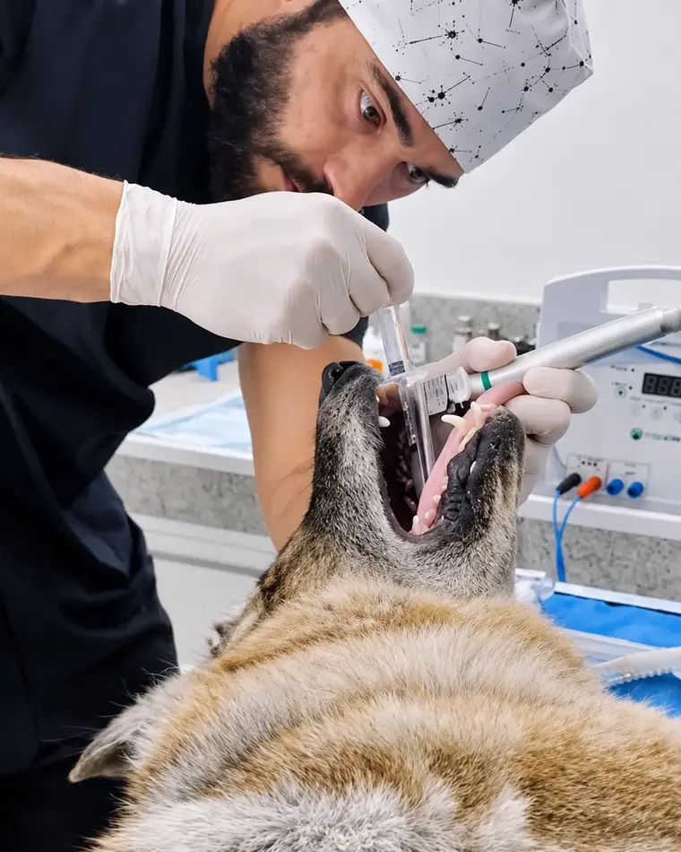 Veterinário da Clínica Veterinária Palmeiras avaliando a boca de um cão