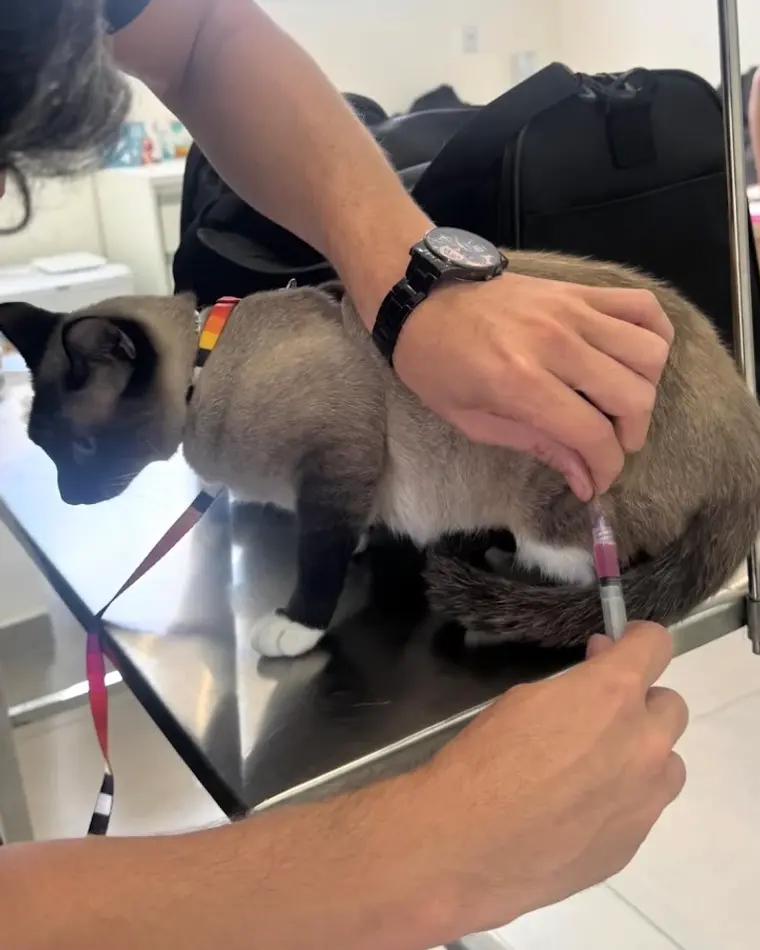 Gato siamês recebendo aplicação na Clínica Veterinária Palmeiras