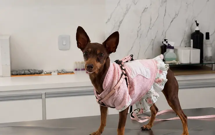 Cão pequeno na mesa de atendimento da Clínica Veterinária Palmeiras